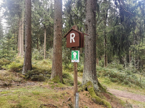 b2ap3_thumbnail_becker-gesundhetstag-waldspatziergang6 Waldbaden in Oberhof &ndash; gemeinsam durchatmen und genie&szlig;en - Reisejournal
