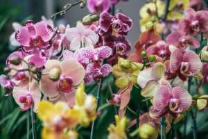 Dresdener Ostern und Orchideenschau 2026